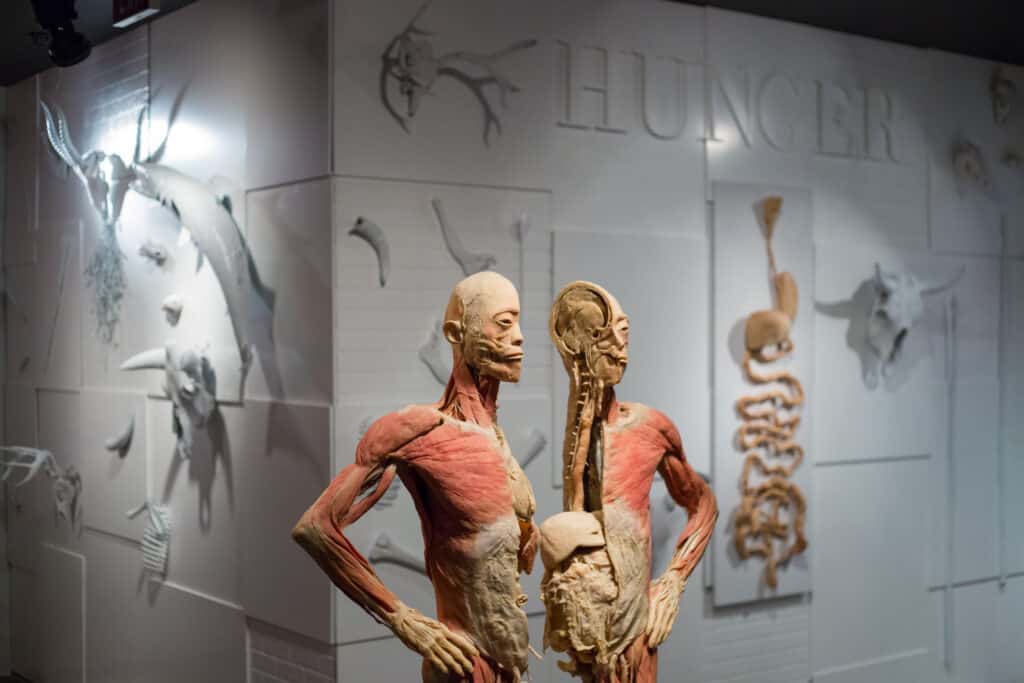 Real Bodies at Bally's Human Body