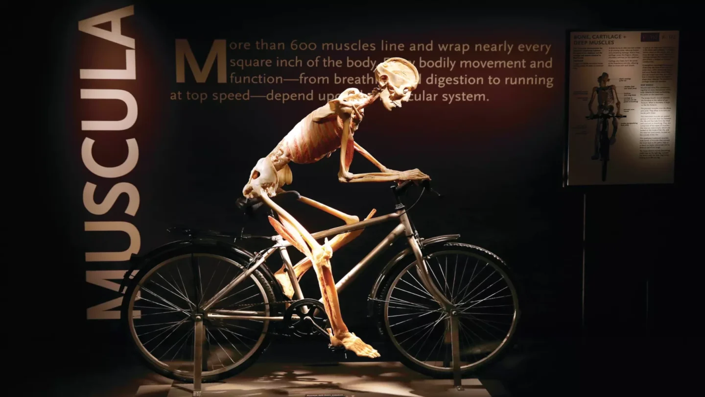 Bodies… The Exhibition