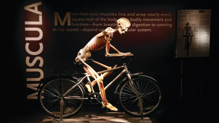 Bodies… The Exhibition