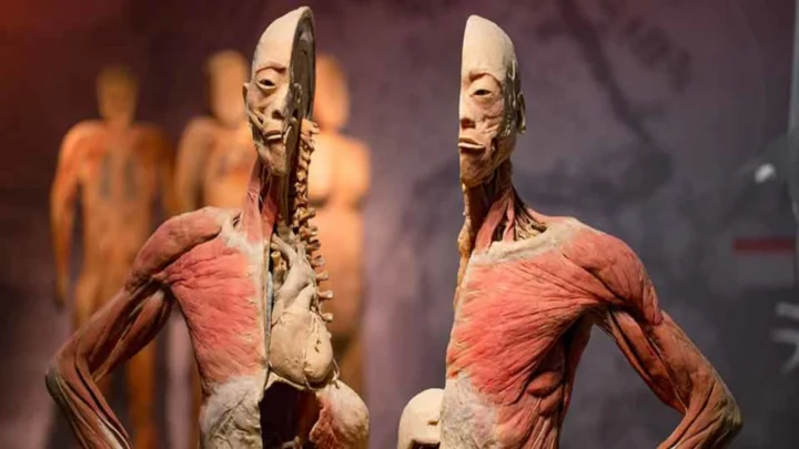 REAL BODIES